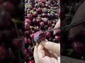كرز احمر Shorts فاكهة كرز احمر Shorts فاكهة