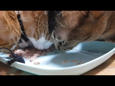 고양이 리얼사운드 냠냠 먹방 (부제 : 간식캔 아카네캔, 주식파우치 캣츠파인푸드 협찬)