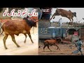 Very Funny ll Qurbani Animals Run Away during Unloading II Qurbani Animals out of Control Part I