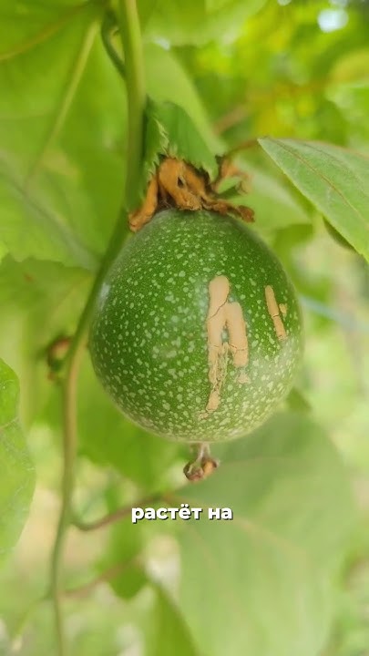 🍈Как растет дуриан и маракуйя? #интересныефакты #таиланд #фрукты # ...