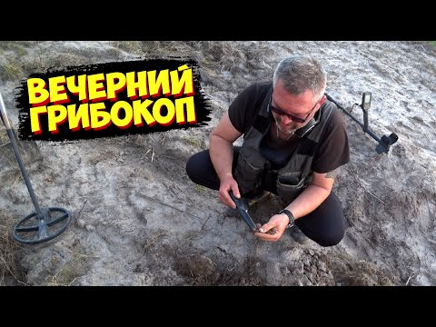 ГрибоКОП! Поиск МОНЕТ