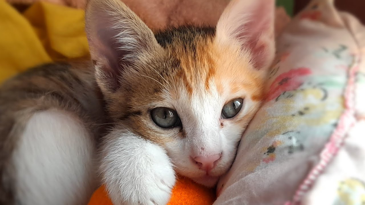 Cute Kitten Playing With My Hand cat pets SunnybriKitten YouTube