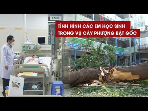 Video Vụ cây phượng cổ thụ bật gốc: bác sĩ nói gì về 2... - YouTube