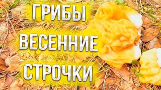 Sem Mer собирает Весенние сморчки !!!