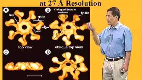 Xiaodong Wang (U Texas Southwestern/HHMI) Part 2: The Intrinsic Pathway of Apoptosis