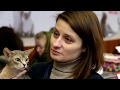 Виставка котів RUI Cat Show | Події 5 Серія | Фауна