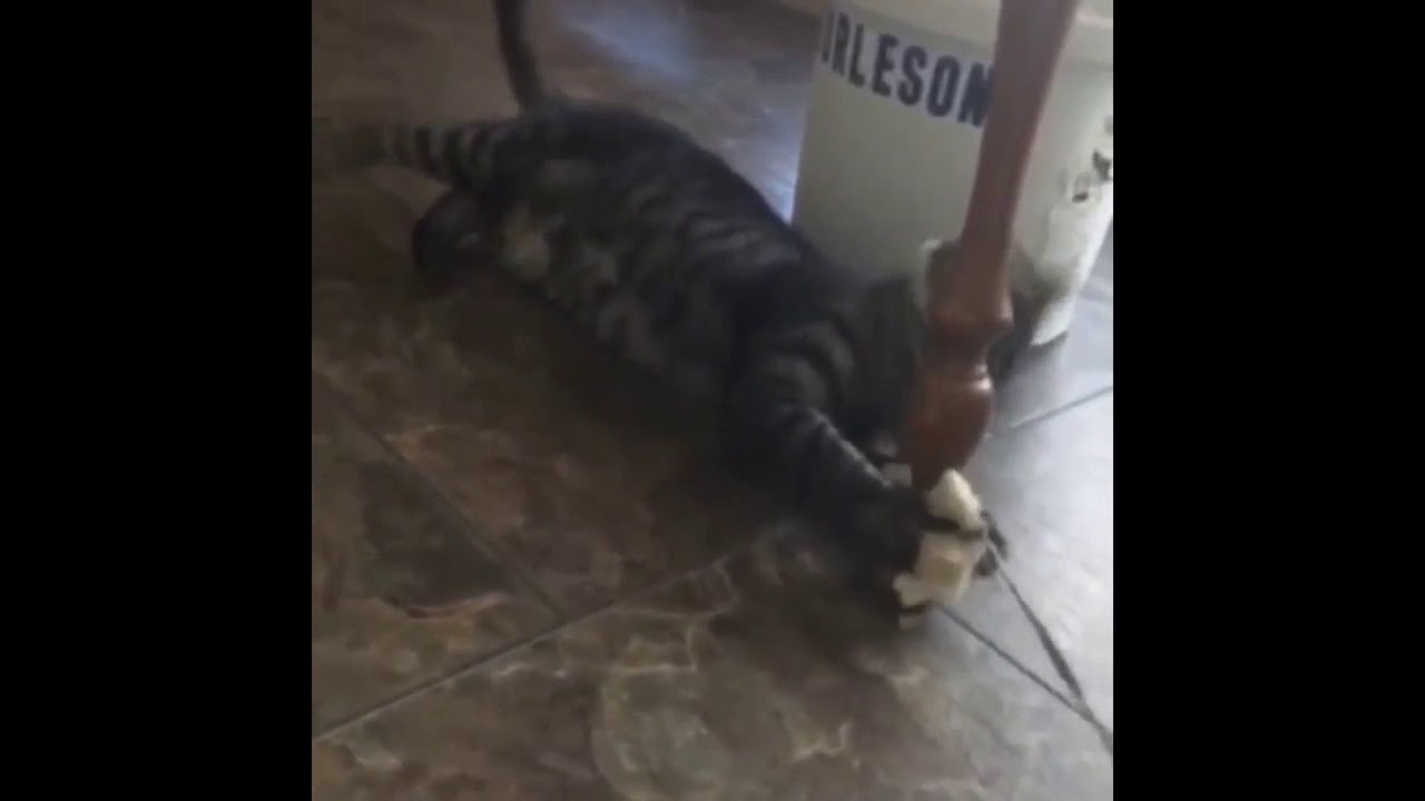 Cat Jamming to Rock’ n ‘Roll YouTube