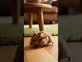 A Hamster’s Epic Journey to the “Water Oasis
