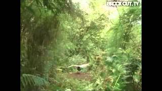 Amazing Lyre Bird Can Imitate Dubstep And Drum N Bass