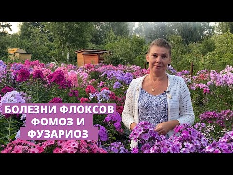 Видео: Флоксы отмирают – причины пожелтения и высыхания флоксов