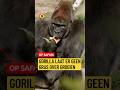 Gorilla is zwanger! | #opsafari