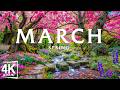 Spring in March 4K – Early Spring 2026 🌸 Blooming Valleys, Sakura Rivers & Bright Morning Landscapes