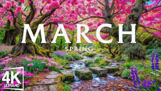Famous Spring in March 4K – Early Spring 2026 🌸 Blooming Valleys, Sakura Rivers & Bright Morning Landscapes Net Worth
