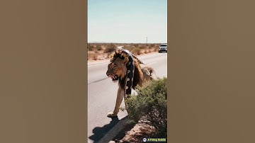 Giant python finally gave up on the lion