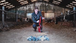 Farmyard Feral Pigeon Control