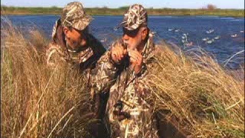 Calling Teal