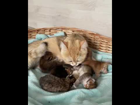 Video: Potensiell Ny FIP-behandling For Katter Som Testes