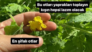 Kurutup Çay Yapabilceğiniz Şifalı Otlar