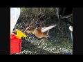 300fps slow motion allens hummingbird closeup 3 v07252