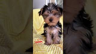 we have available teacup yorkie puppies for adoption