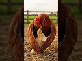#ayam #chicken #ai #cat #funny #trending #viral #cute #animals #love #randoms #aww #funniestvideo