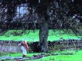 OLIVER TWIST Title 03 01 