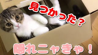 視線に気がついて隠れる子猫【スコティッシュフォールド】【Scottish Fold】