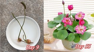 How to grow mini lotus from seeds bloom after 55 days full of information