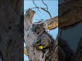 Can koalas sleep 20 hours  naqvi facts
