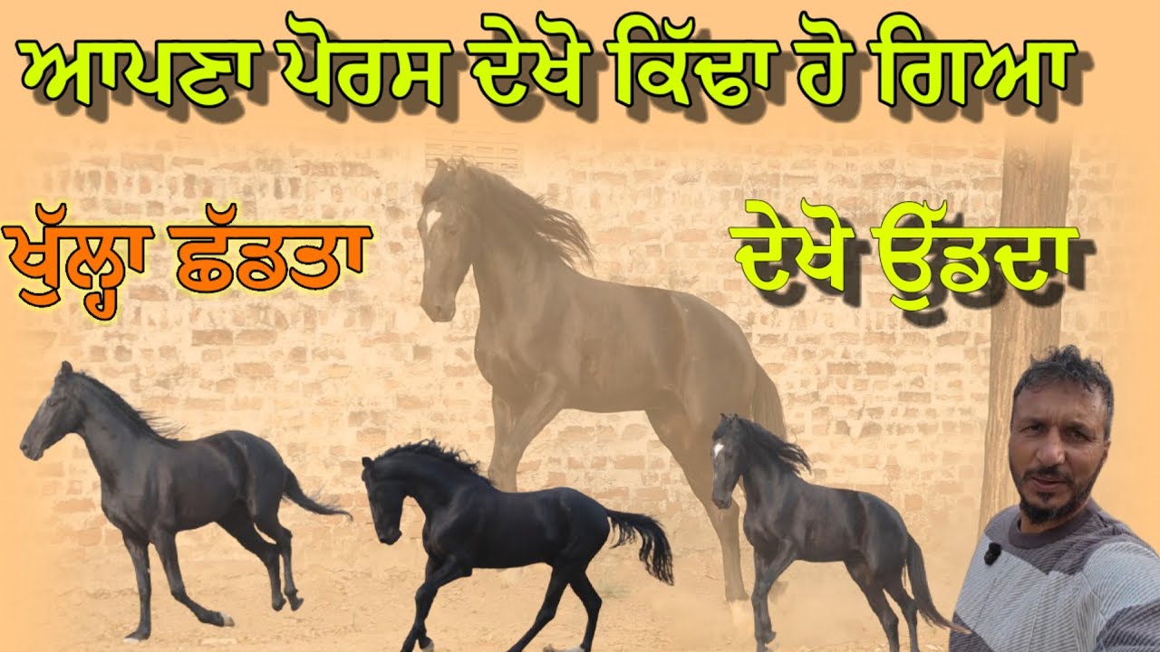 ਤੁਹਾਡੀ ਮੰਗ ਤੇ ਪੋਰਸ ਦੀ ਵੀਡੀਓ ਖੁੱਲ੍ਹਾ ਛੱਡਕੇ,, ਚੱਕੋ ਲਓ ਨਜ਼ਾਰੇ 