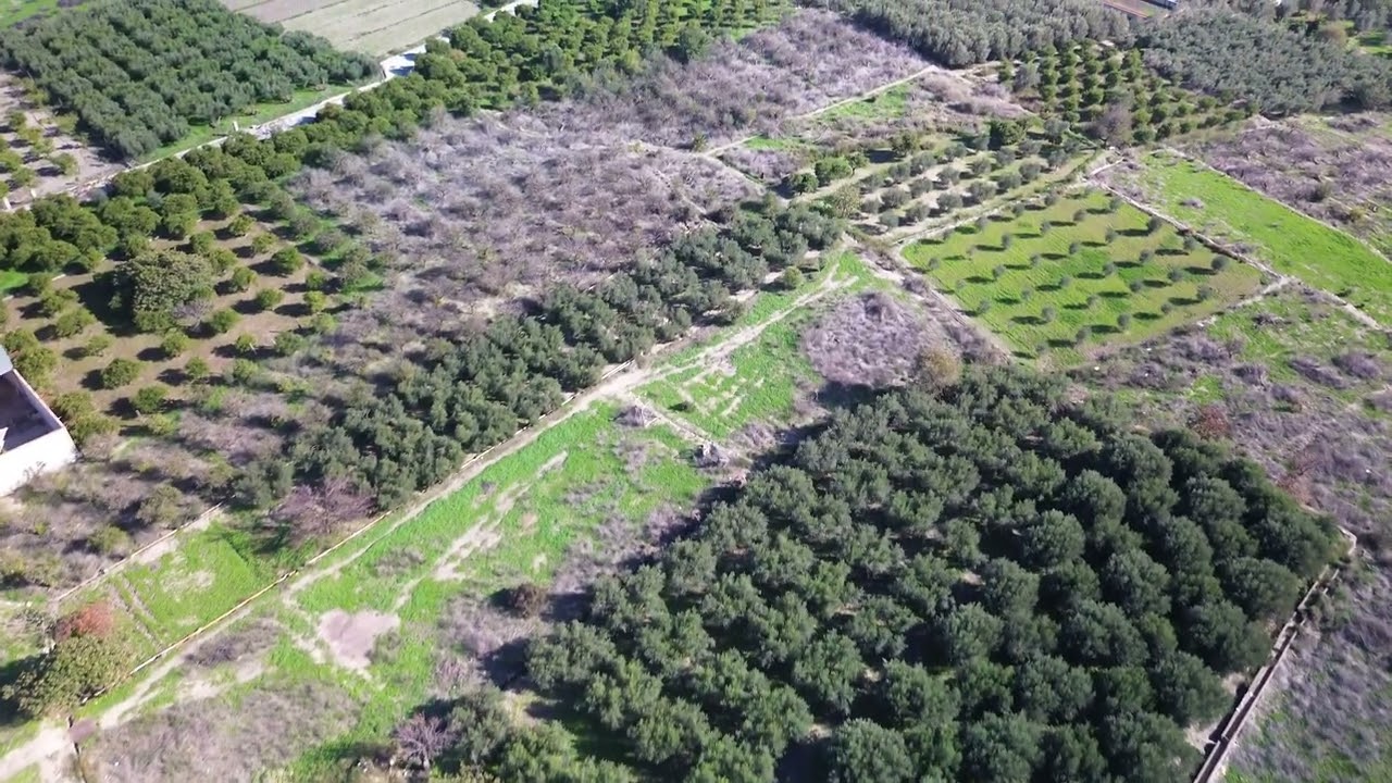 20240156 - Flying over the fruit trees in Almeria