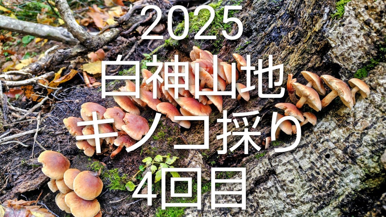 2025 白神山地 キノコ採り 4回目