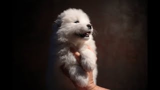 • ●  SASHA  ● •  [1 month old] | Samoyed puppy by Savko Memories Kennel 8,001 views 5 years ago 2 minutes, 38 seconds