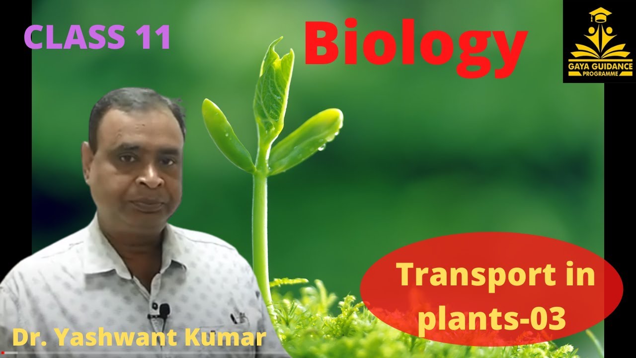 11th, Biology, Transport in Plants, Part 03 YouTube