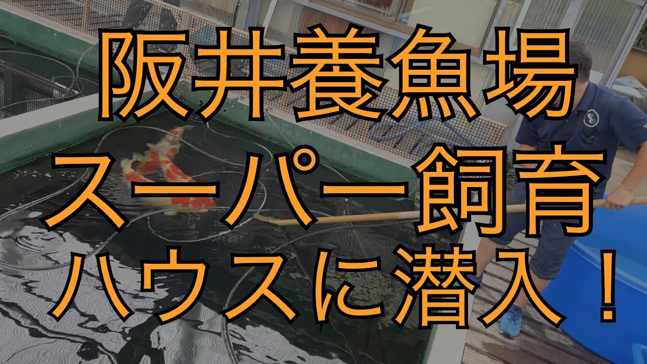 スーパー錦鯉トーク 第１弾 前編　Super Koi Talk1-1