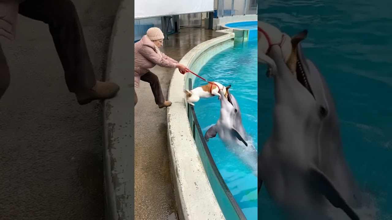 Rescuing a dog from the jaws of a dolphin!  