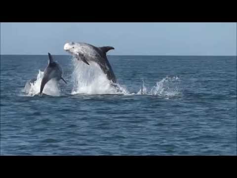 Risso's dolphins