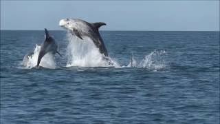 Risso's dolphins