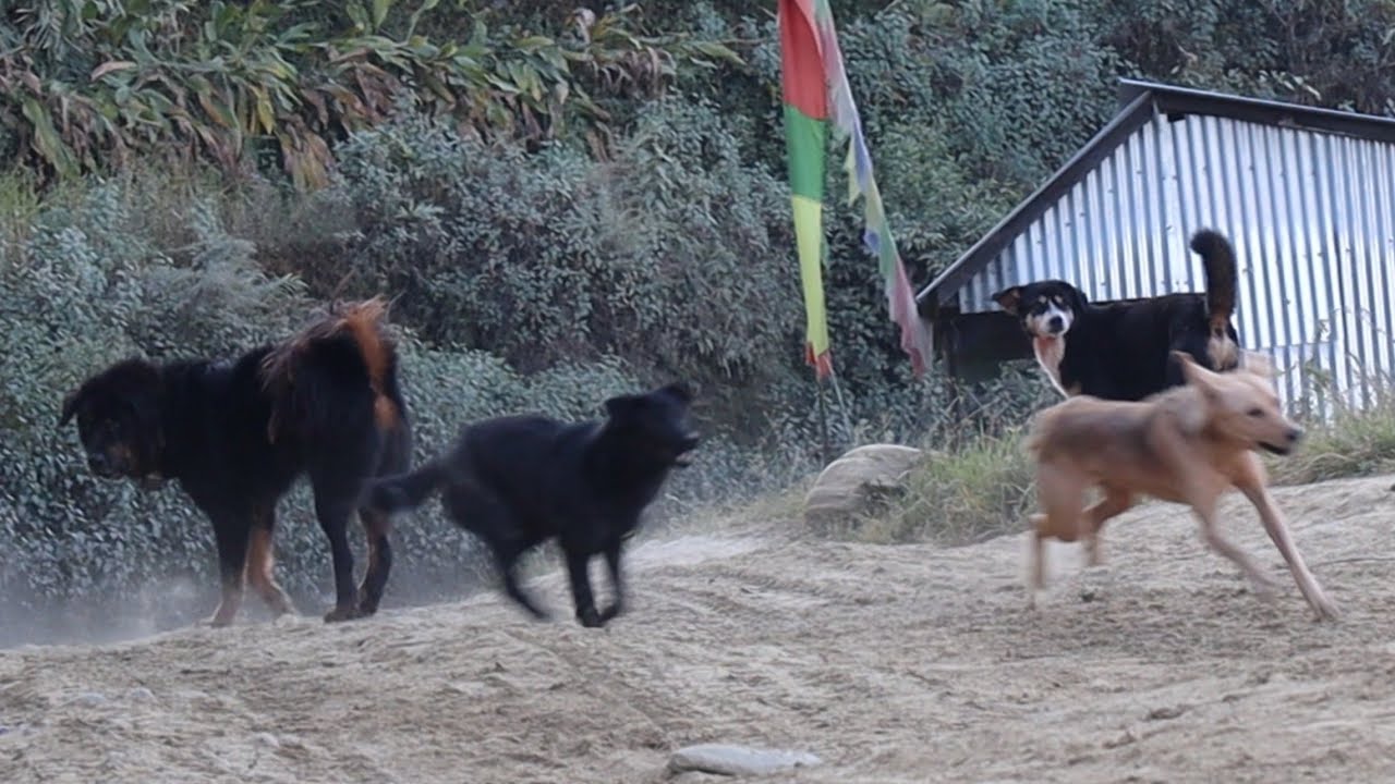Happy Social Dogs When They Meet Dorje || Bhote Kukur || Tibetan  Mastiff Native || 17 November 2023
