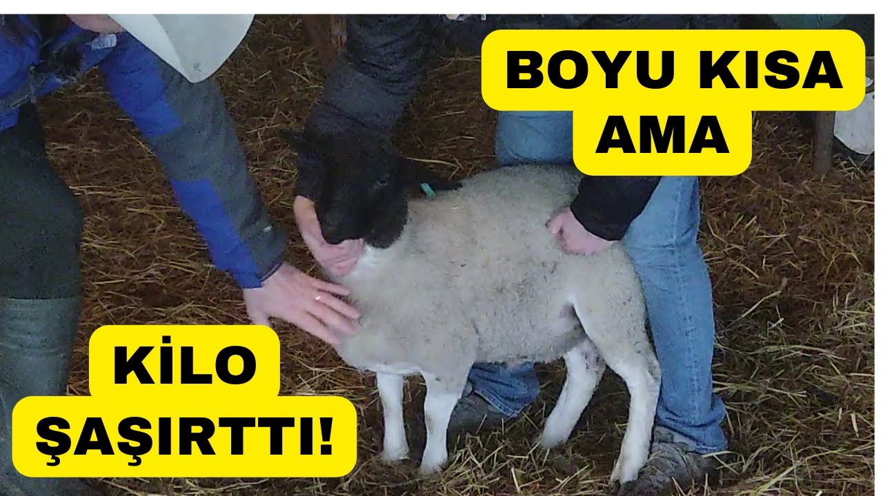BOYU KISA KİLOSU ŞAŞIRTTI (Kuzunun Kilosunu Tahmin Edemezsiniz)