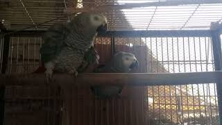 Best mutation of lovebirds in the world screenshot 5