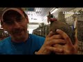 Dana Lape, chairman of the Poultry Show talks about the guinea, which eats up to 100 ticks a day #le