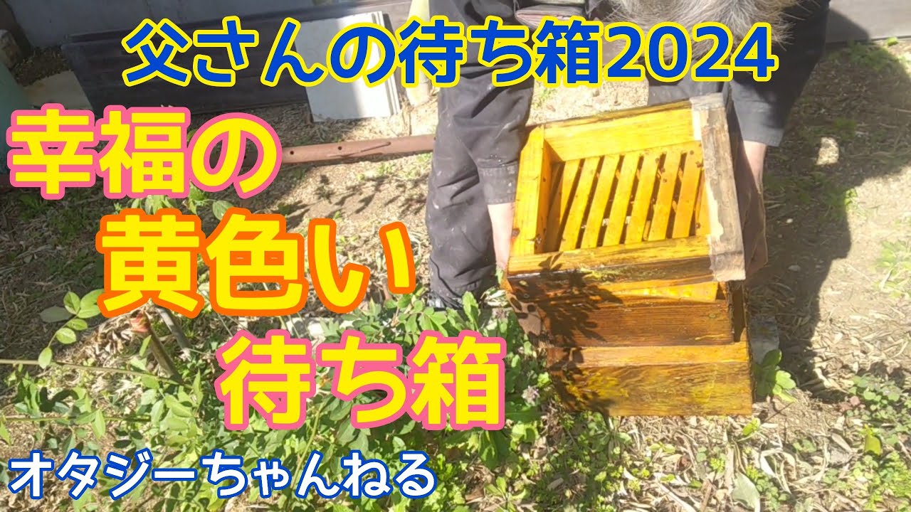 オタジーさんちの蜂たち 父さんの最強待ち箱2024 幸福の黄色い待ち箱