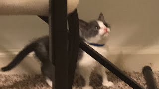 The Antisocial Kittens Are Sick