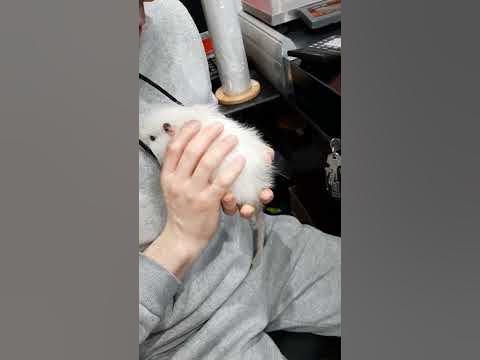 #наглая #жирная #нутрия #цезарь #крыса #животные #мышка #капибара # ...