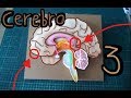 Cerebro Maqueta 3 (Brain Model 3)