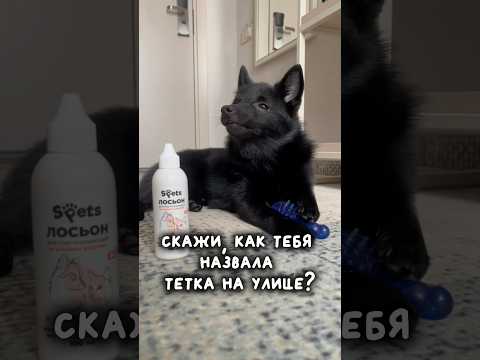 Это шипперке!!Лосьон для глаз арт-323088002#собаки #уходзасобакой #летособакой #шипперке #реки