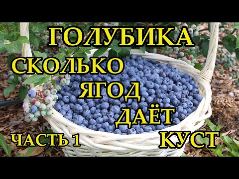 Сколько ягод можно собрать с куста голубики