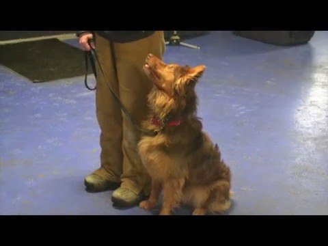 michigan-dog-training---in-service-training
