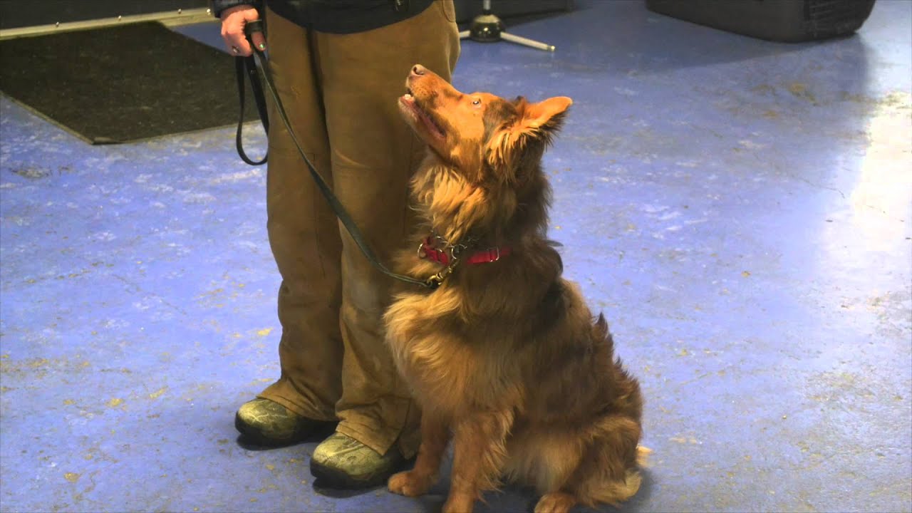 Michigan Dog Training In Service Training Youtube